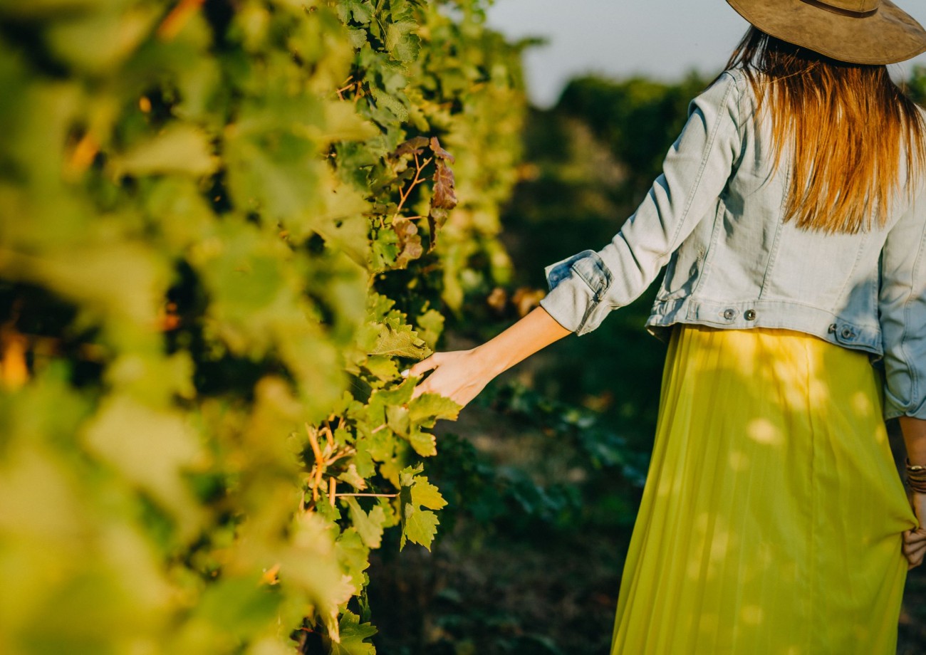 Weinreben in Niederösterreich © shutterstock.com