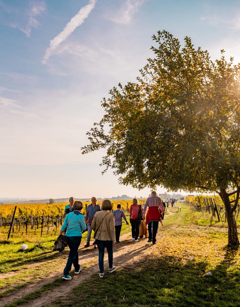 Wandern durch die Weinberge © shutterstock.com