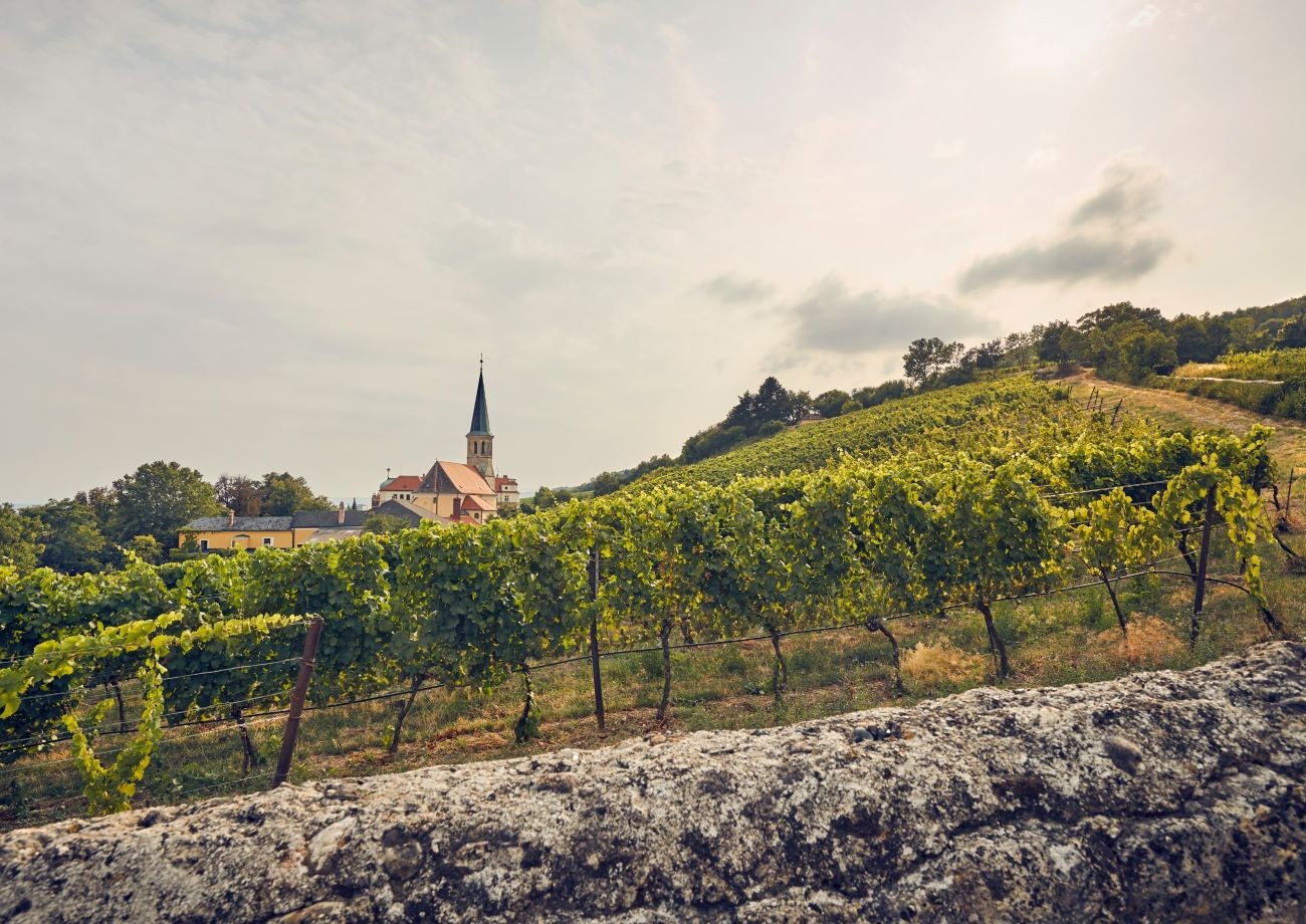 Weinreben mit Blick auf Kirchturm in Niederösterreich