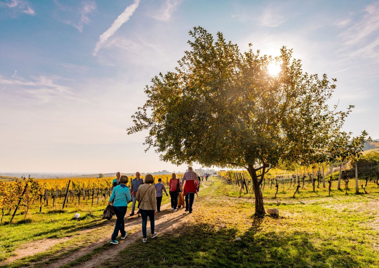 Geführte Weinbergwanderungen in Gumpoldskirchen
