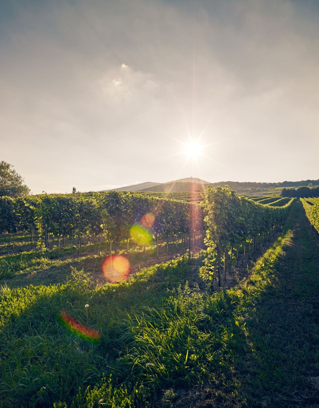 Sonnige Weinberge mit wunderschönem Ausblick